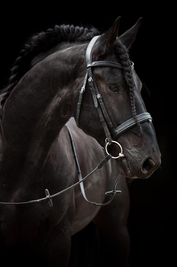 Black Friesian