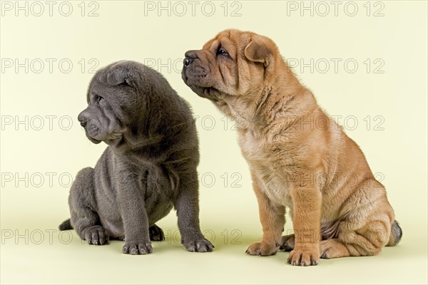 Two Shar-Pei puppies