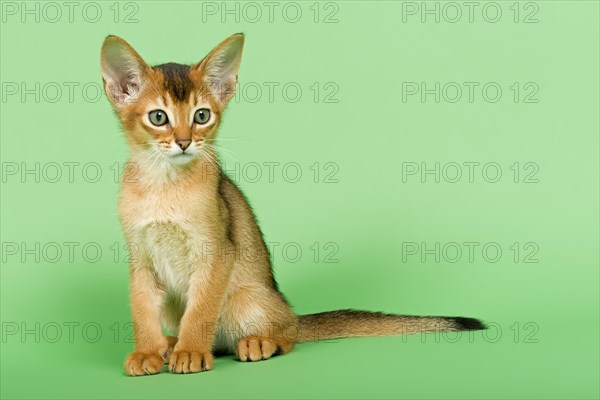 Abyssinian kitten