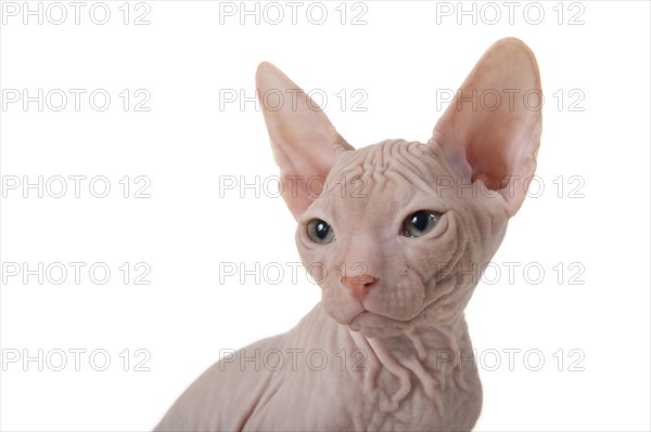 Don Sphynx kitten