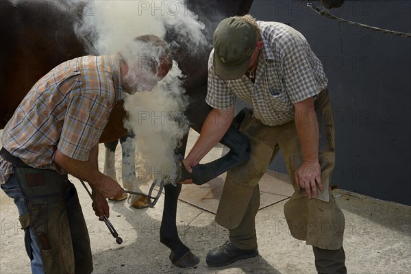 Farrier shoeing a horse