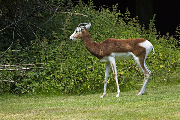 Dama Gazelle (Gazelle dama)