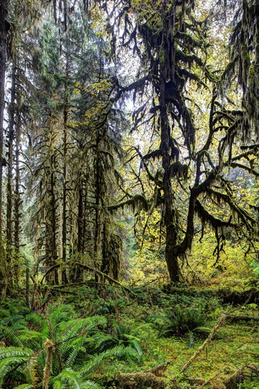 Hoh Rainforest