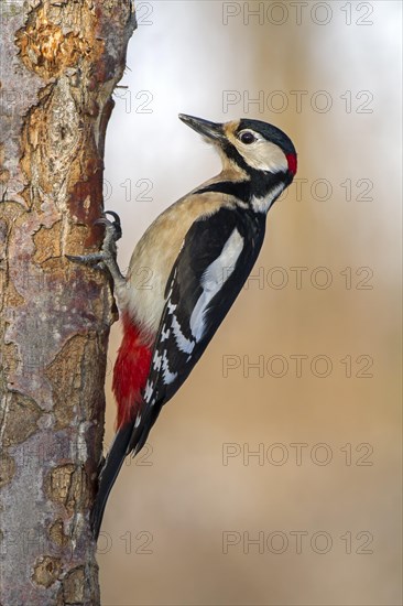 Great Spotted Woodpecker (Dendrocopos major)