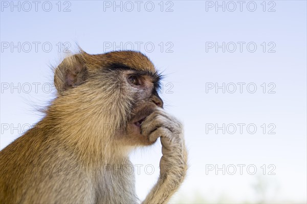 Patas Monkey (Erythrocebus patas)