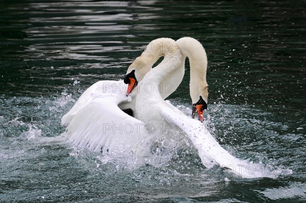 Two Mute Swans (Cygnus olor) fighting