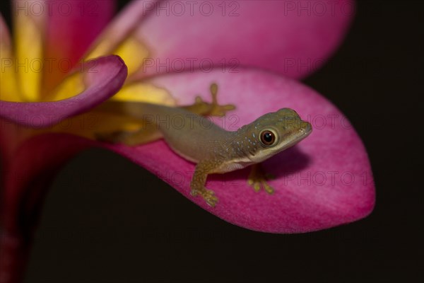 Day Gecko (Phelsuma spp.)