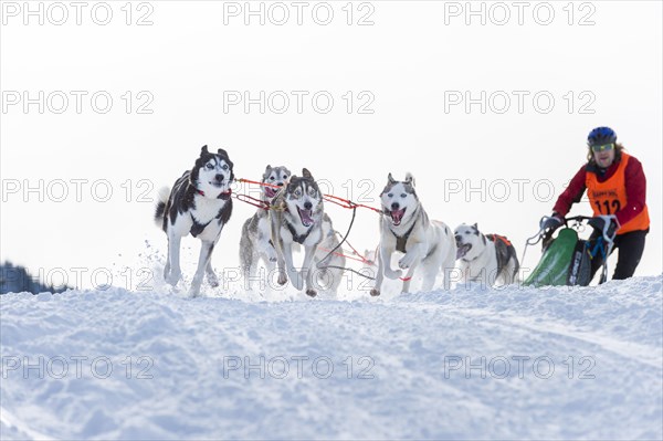 Sled dog racing