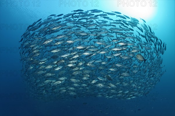 Swarm Bigeye trevallies (Caranx sexfasciatus)