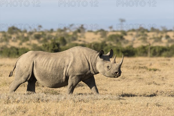 Black Rhinoceros (Diceros bicornis)