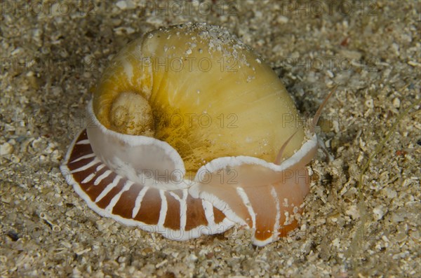 Moon Shell Snail (Naticarius orientalis)