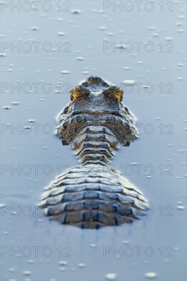 Yacare Caiman (Caiman yacare)