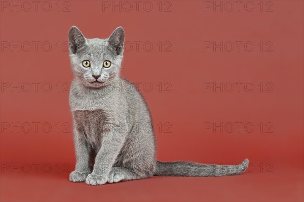 Russian Blue kitten