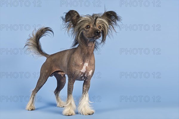 Chinese Crested Dog