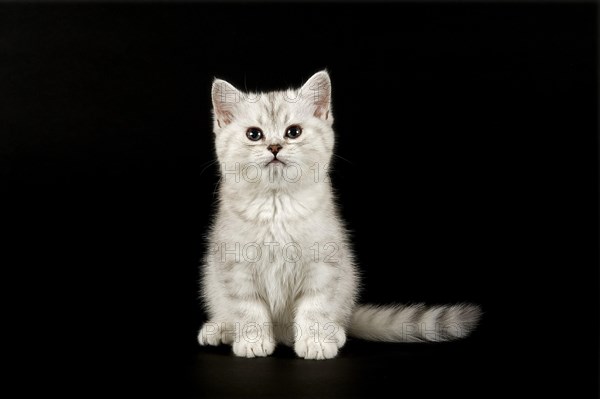 Selkirk Rex