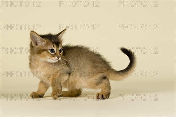 Somali kitten