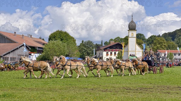 Ten-horse carriage with Haflinger horses from Wildbad Kreuth