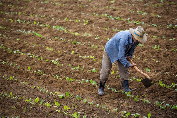 Farmer cultivating his tobacco field in the Vinales Valley