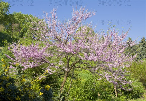 Eastern Redbud (Cercis canadensis)