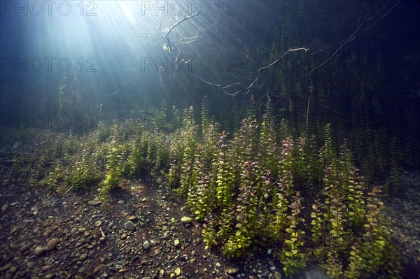 Pondweed at the shore of a small lake