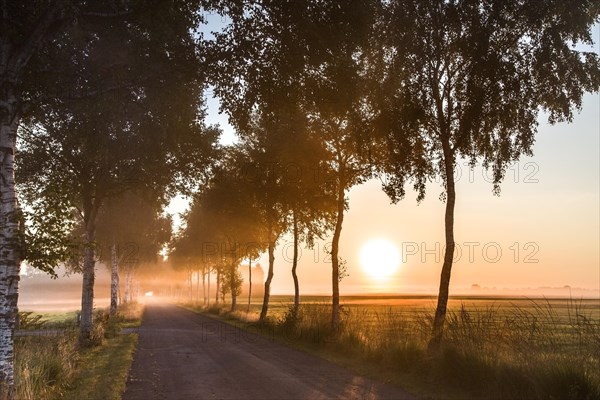 Birch tree avenue in the morning light