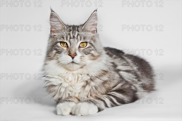 Maine Coon cat