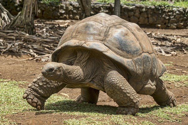 Aldabra giant tortoise (Aldabrachelys gigantea)