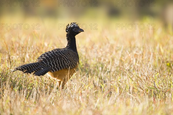 Bare-faced Curassow (Crax fasciolata)