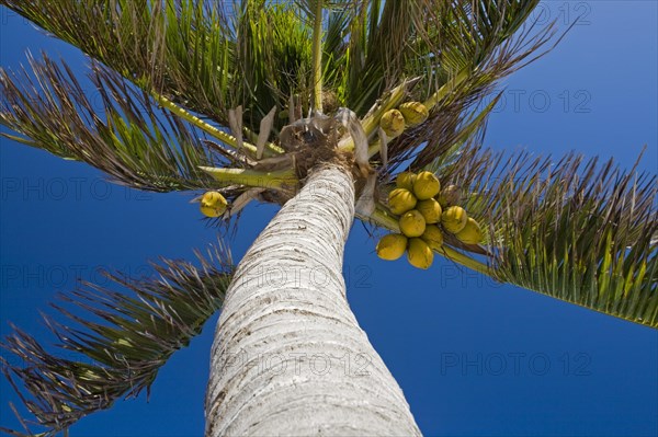 Coconut palms