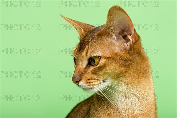 Abyssinian cat