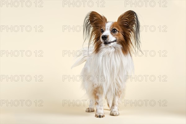 Papillon dog