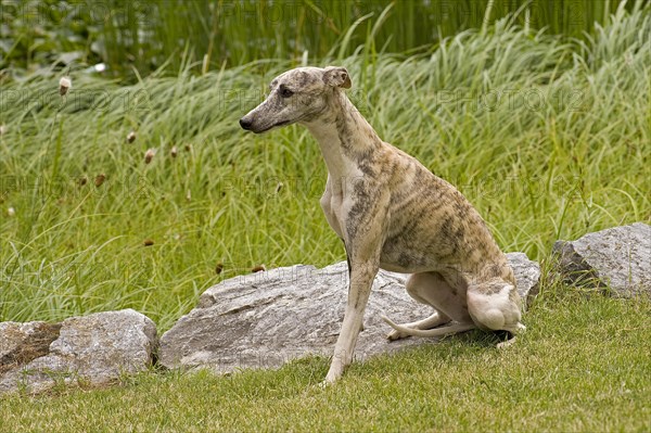 Whippet