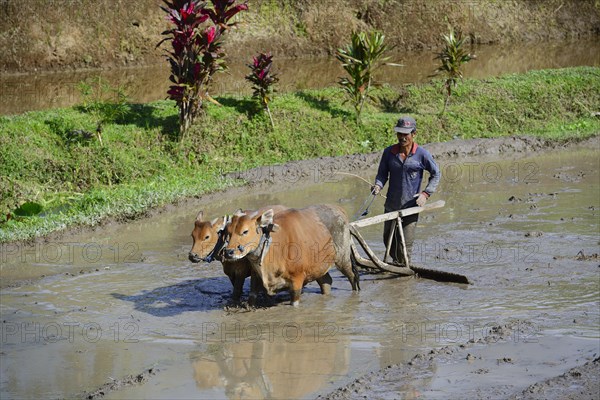 Rice farmer working with oxen on a rice paddy