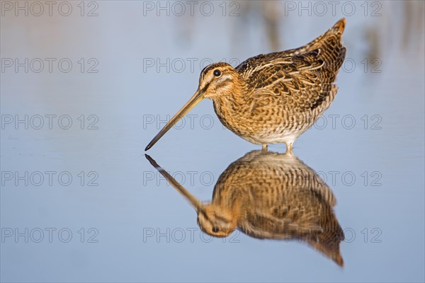Common Snipe (Gallinago gallinago)