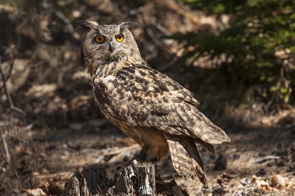 Eurasian Eagle-owl (Bubo bubo) in the forest