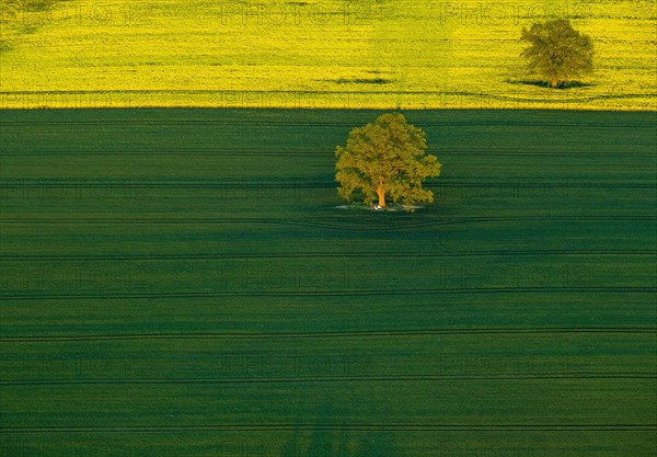 Trees in a green field and a flowering rape feed