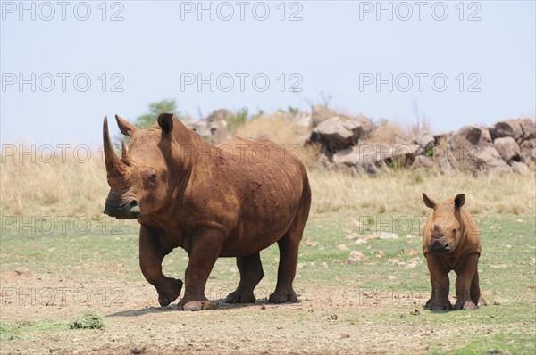 White Rhinoceros (Ceratotherium simum)