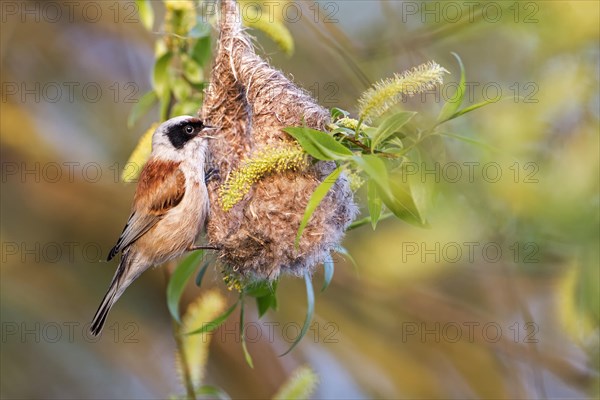 Eurasian Penduline Tit (Remiz pendulinus)