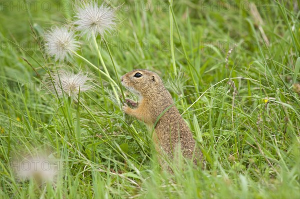 European Ground Squirrel or European Souslik (Spermophilus citellus)