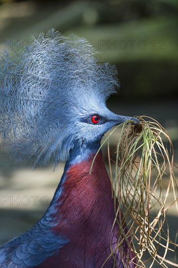 Western Crowned Pigeon or Common Crowned Pigeon (Goura cristata)