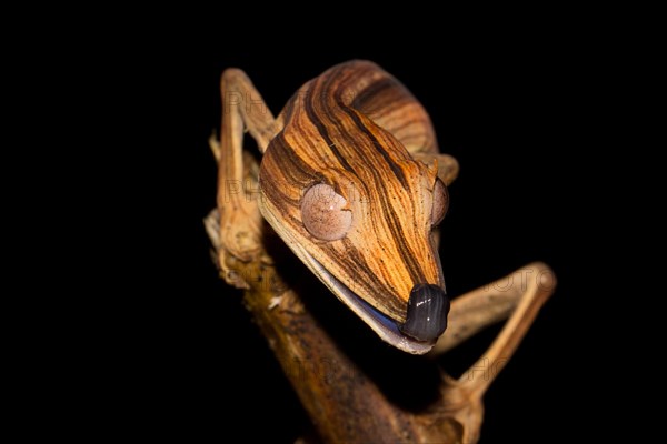 Lined Flat-tail Gecko (Uroplatus lineatus) in the rainforest of Marojejy