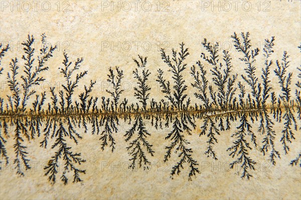 Dendrites in slabs of Solnhofen slate