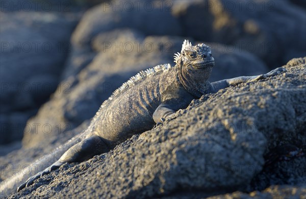 Marine Iguana (Amblyrhynchus cristatus)