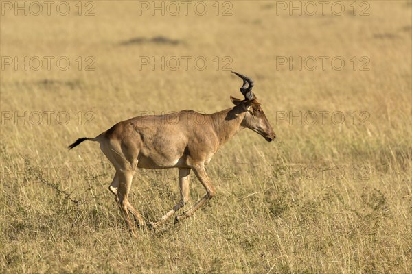 Coke's Hartebeest (Alcelaphus buselaphus cokii) adult