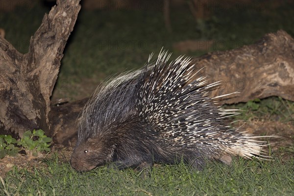 Crested Porcupine (Hystrix cristata) adult