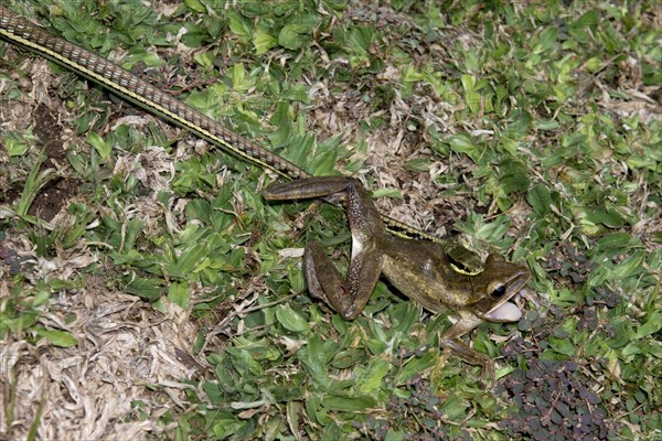 Painted Bronzeback Snake (Dendrelaphis pictus)