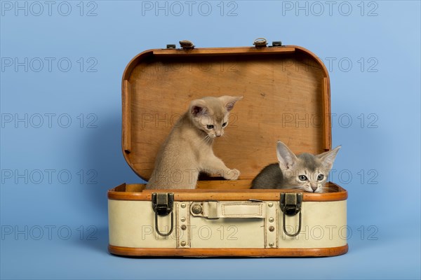 Two Abyssinian kittens