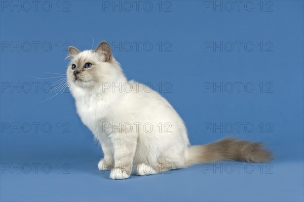 Birman Cat