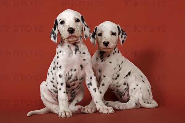 Two Dalmatian puppies