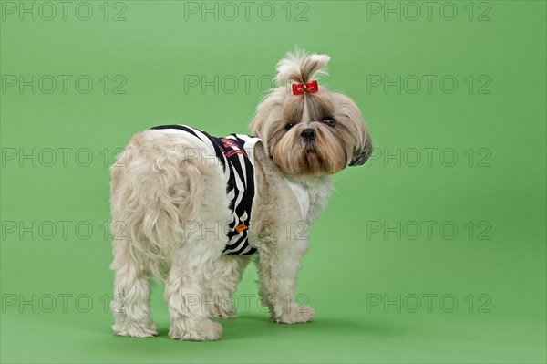 Shih-Tzu dog